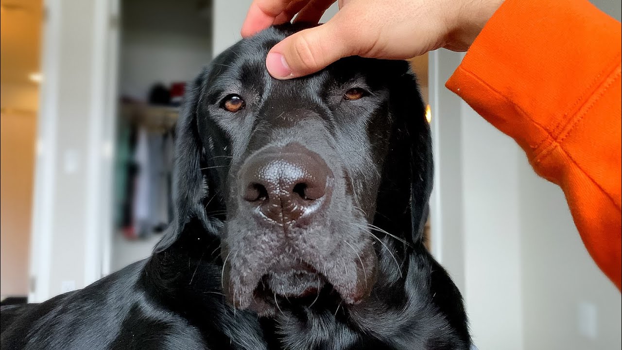 My Dog Gets A Face Massage!