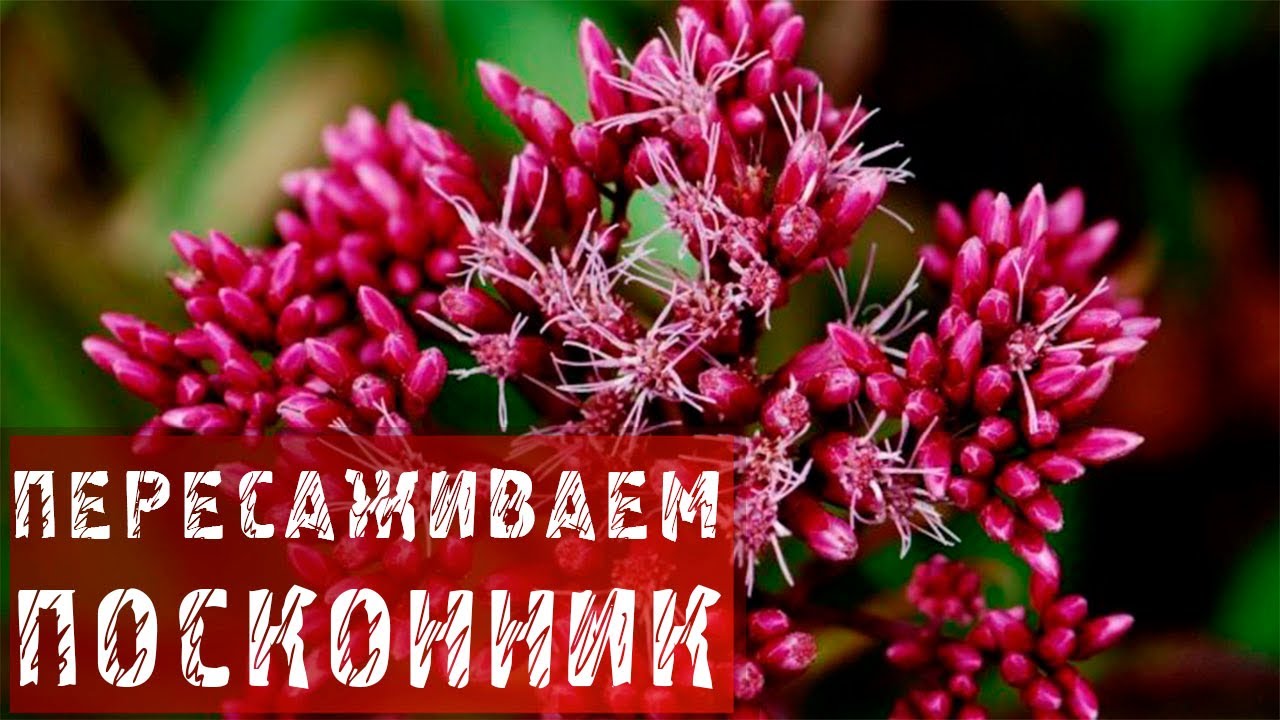 ПОСКОННИК! КАК ПЕРЕСАДИТЬ ПОСКОННИК?