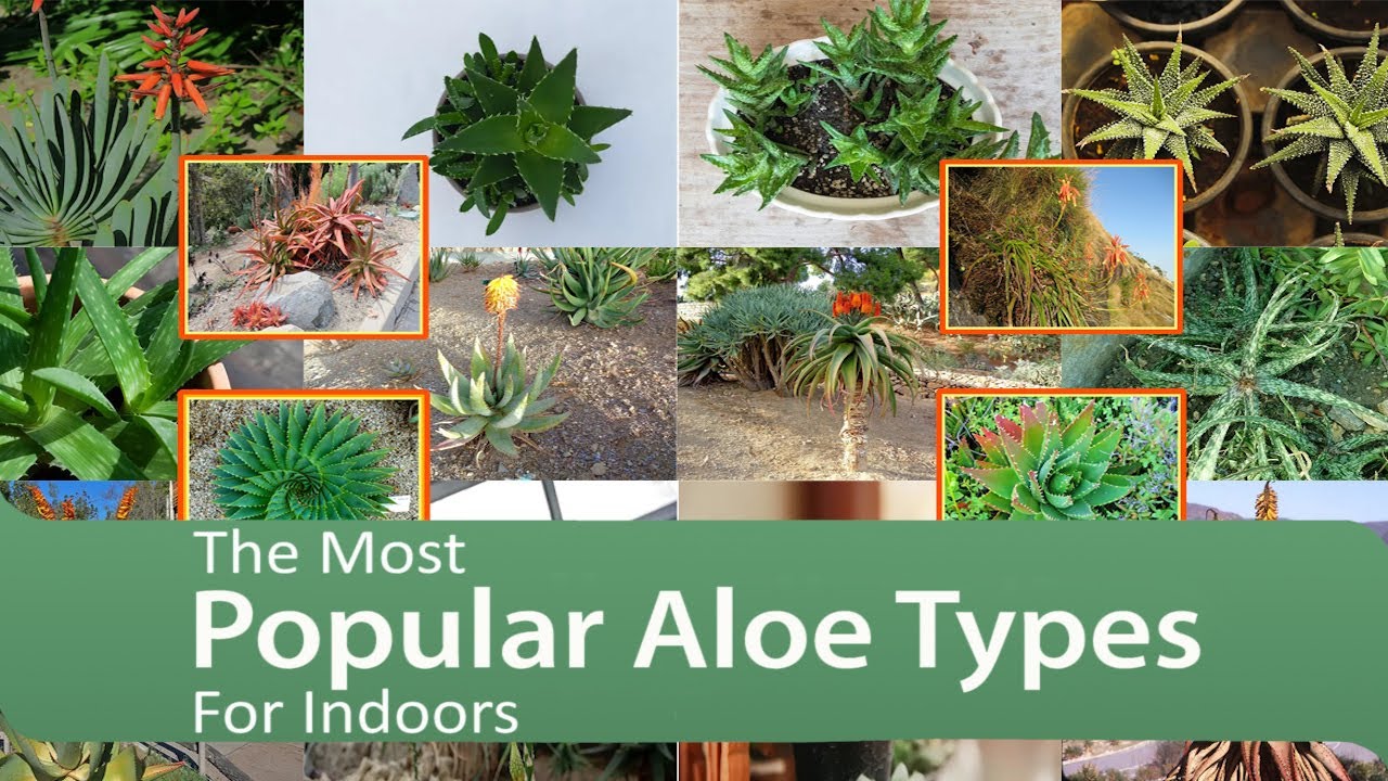 The Most Popular Aloe Types For Indoors