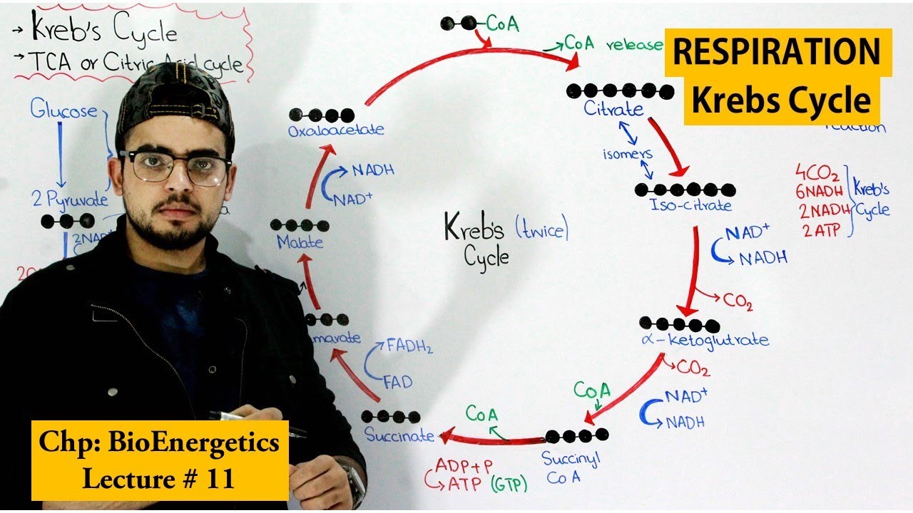 Krebs Cycle step by step |Citric acid Cycle or TCA|