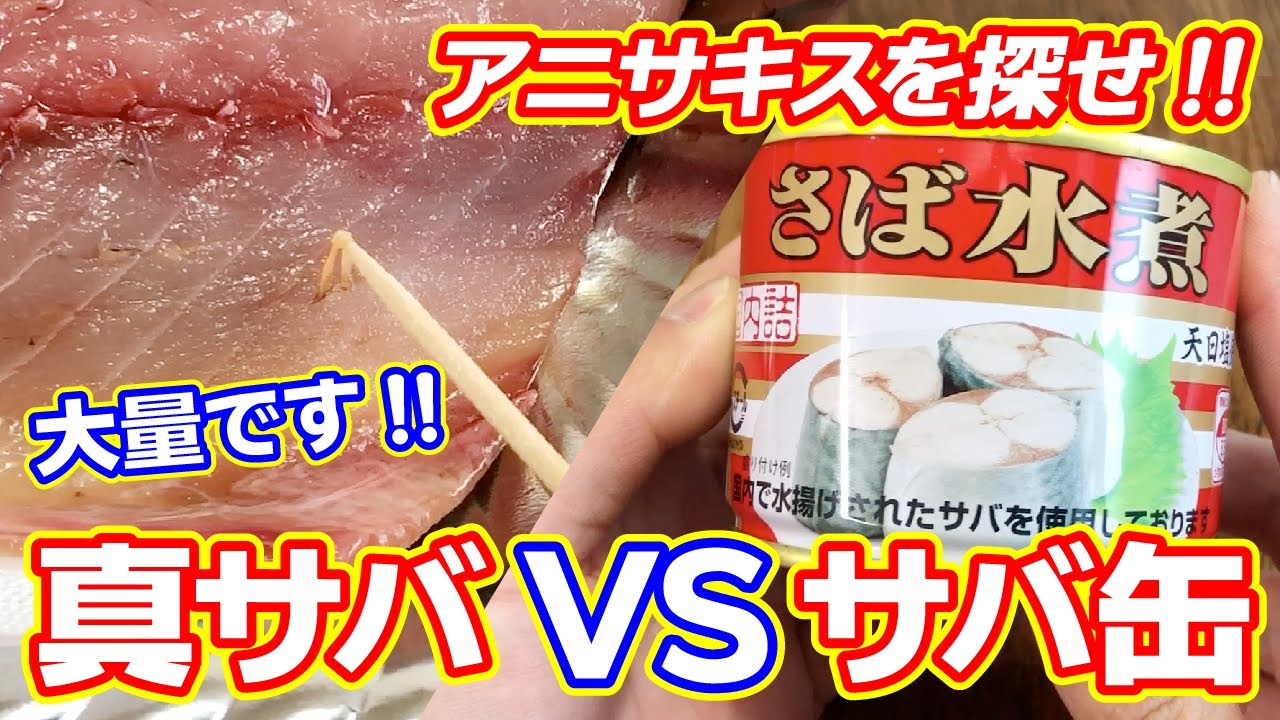 【何匹？】スーパーの真サバに大量のアニサキス【サバ缶も探してみました】