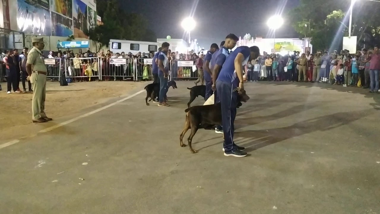 police Dog obeying commands  |Indian police dog show  | Gold medal winning police dog