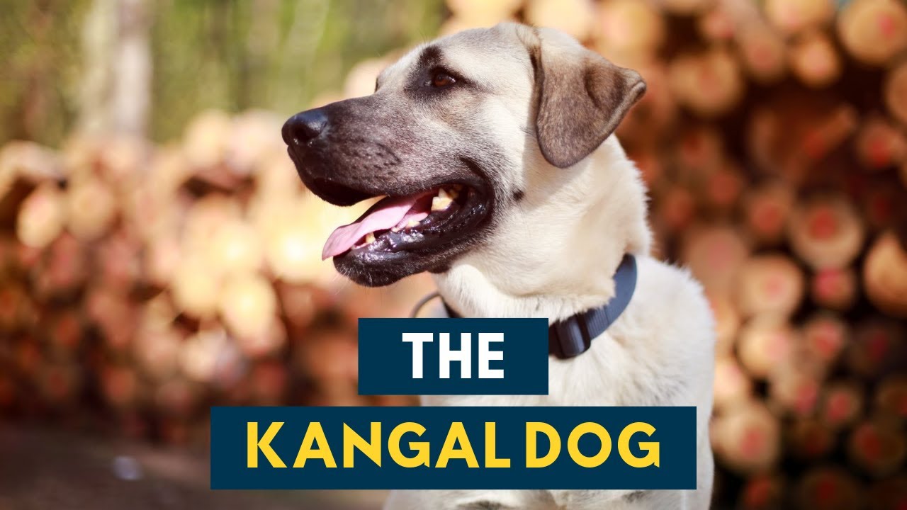 Kangal Dog: Everything About This Formidable Guardian Dog