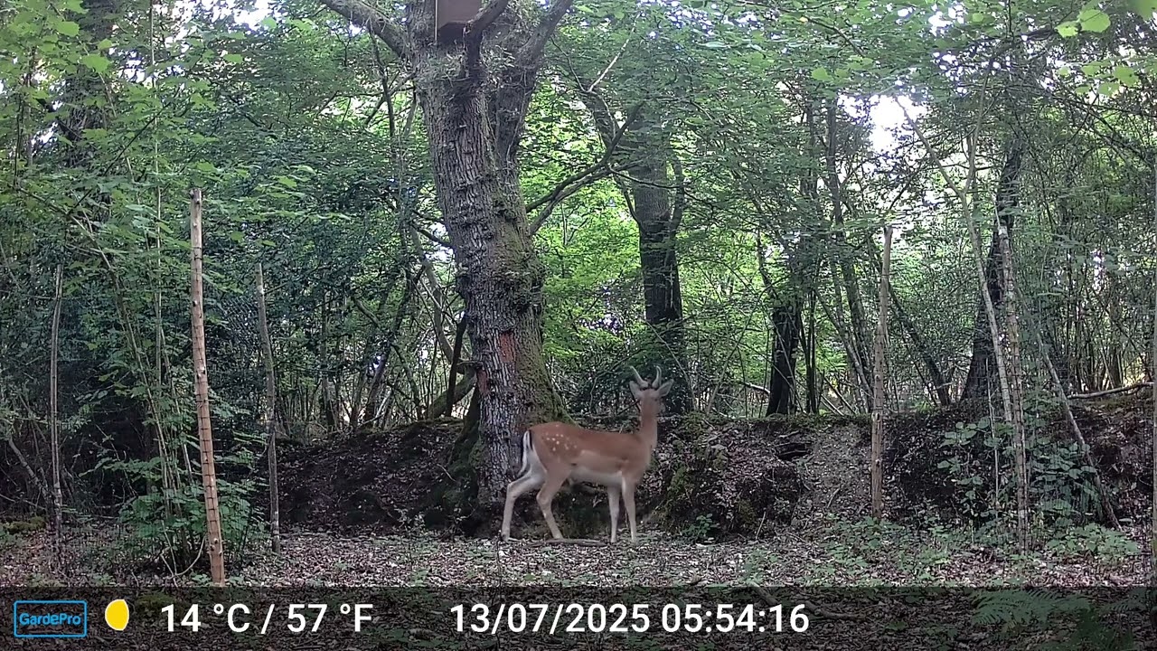 Young New Forest Fallow Buck