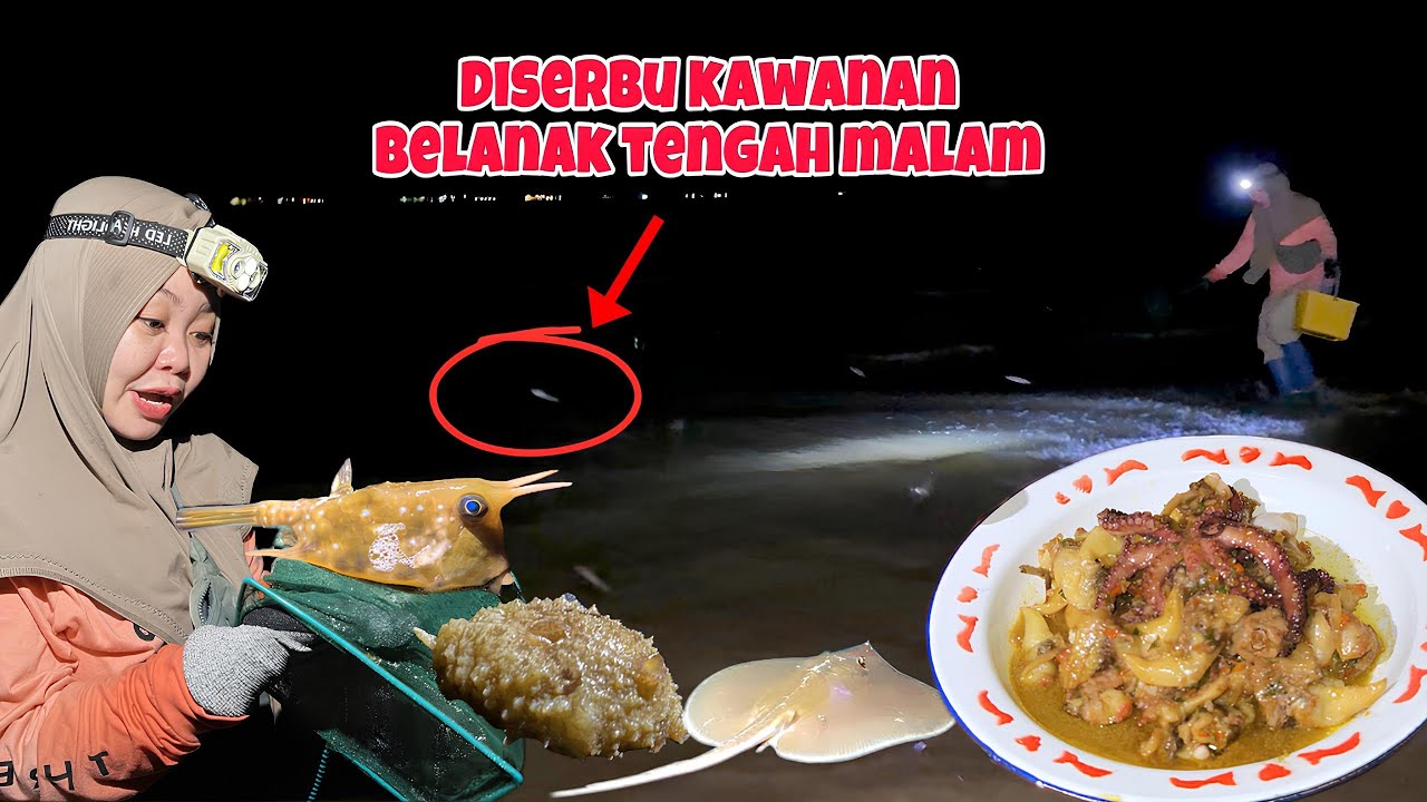 DISERBU KAWANAN BELANAK SAMPAI HAMPIR INJAK TOKA-TOKA😱‼️