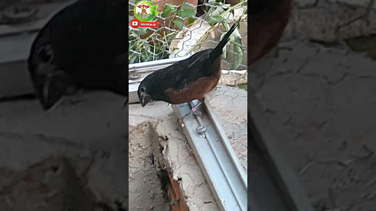 CURIÓS E OUTROS PÁSSAROS NO VIVEIRO DO MEU QUINTAL