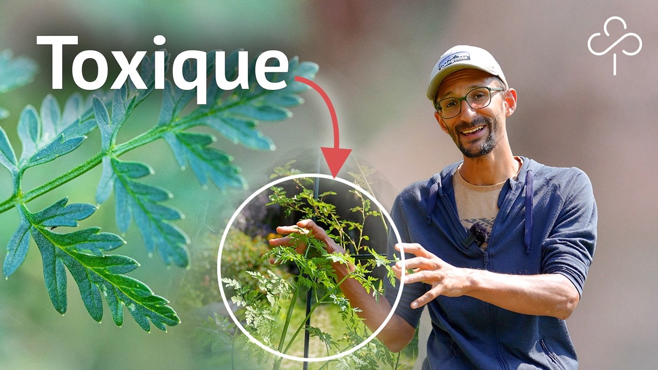 Une grande CIGUË TOXIQUE s'invite dans notre JARDIN