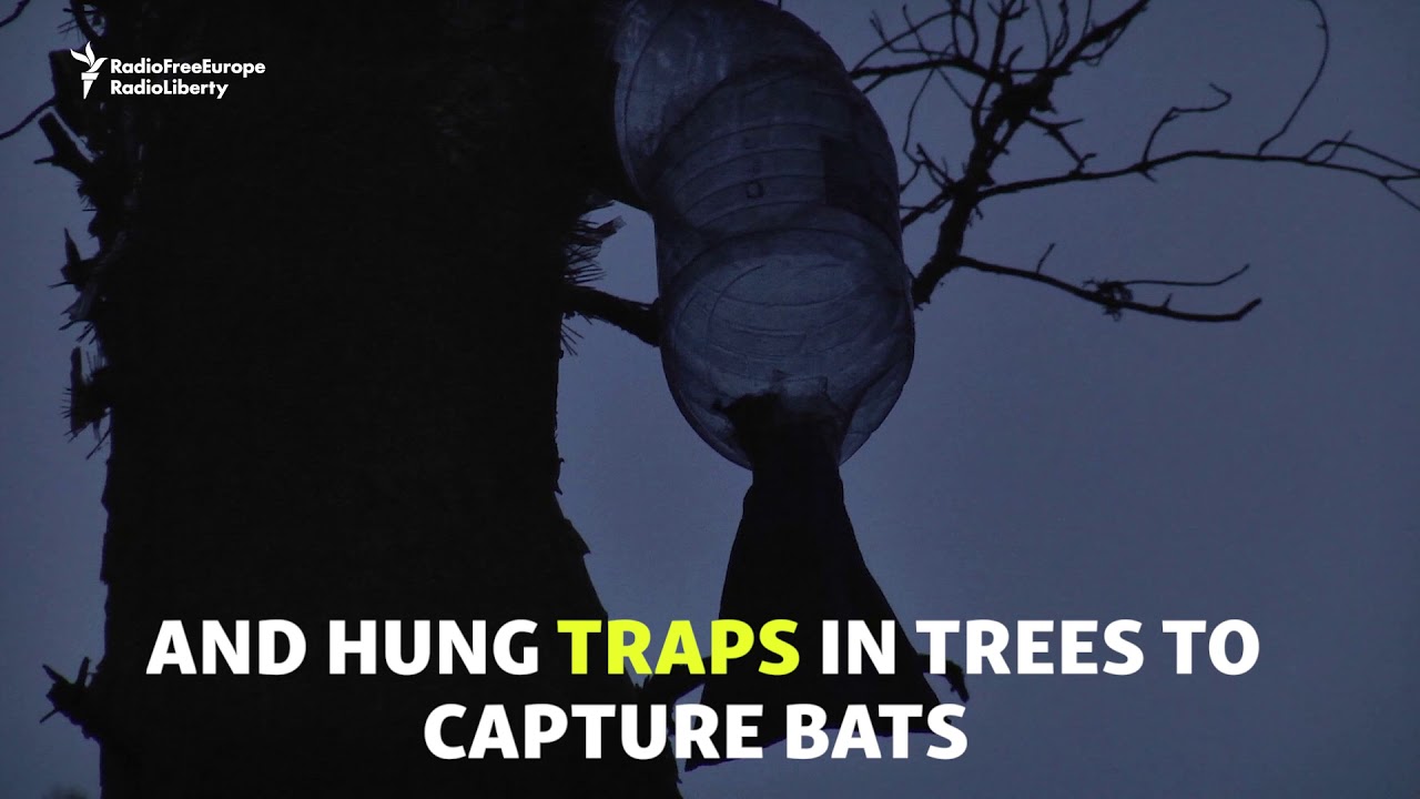 Batty In Belarus - Researching Europe's Biggest Bat