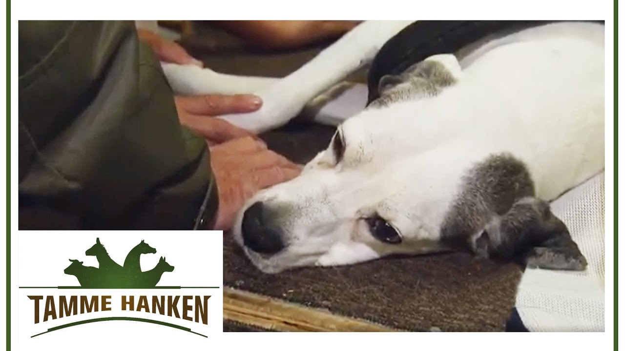 Wenig Hoffnung! Rettungshund kann nach OP nicht mehr laufen | Tamme Hanken | Kabel Eins