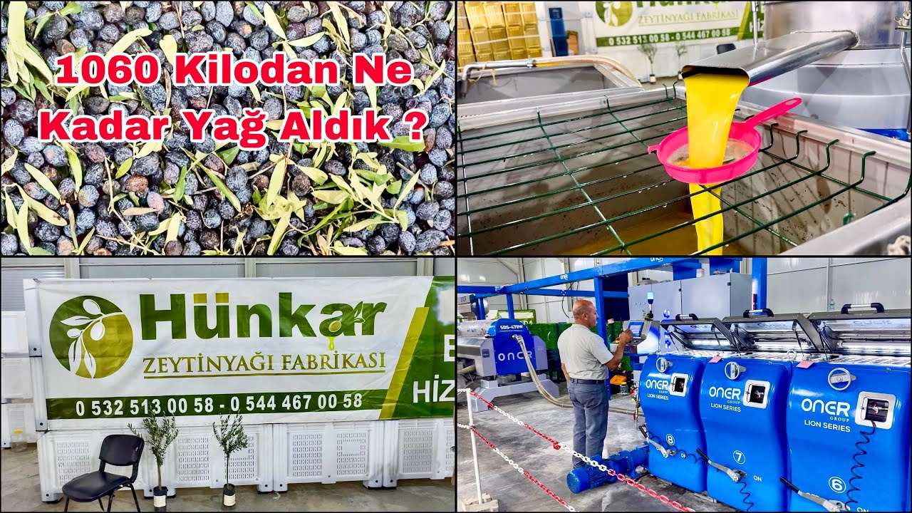 1060 Kilo Zeytinden Bakın Ne Kadar Zeytinyağı Çıktı ? Osmaniye Sumbas