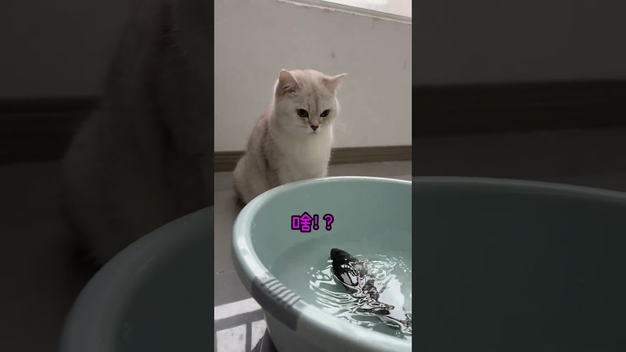 Lingling's Mermaid Mystery: Have You Seen a Real One