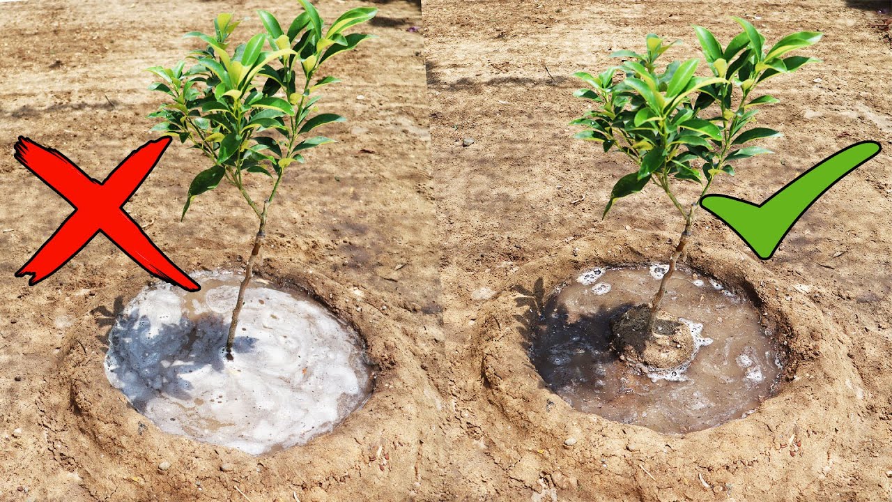 تحويض الاشجار و فوائده