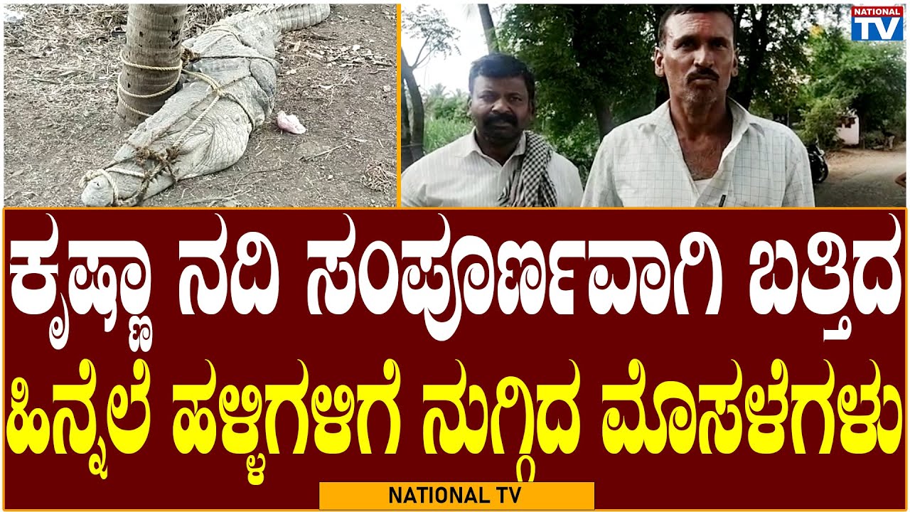 Chikkodi Breaking: ಕೃಷ್ಣಾ ನದಿ ಸಂಪೂರ್ಣವಾಗಿ ಬತ್ತಿದ ಹಿನ್ನೆಲೆ ಹಳ್ಳಿಗಳಿಗೆ ನುಗ್ಗಿದ ಮೊಸಳೆಗಳು | National TV