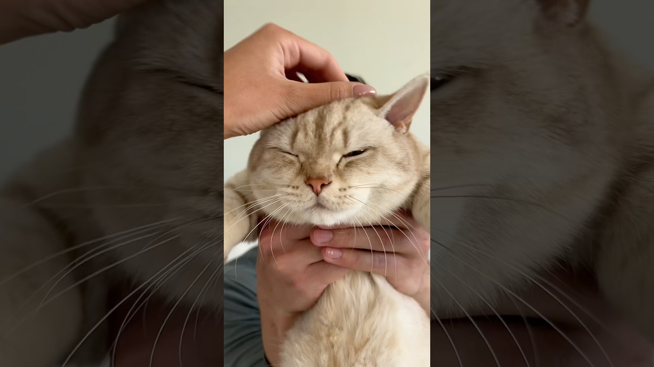 perks ❌ purrks ✅ #cats #dating #cat #catlovers #catsofyoutube #catsofinstagram