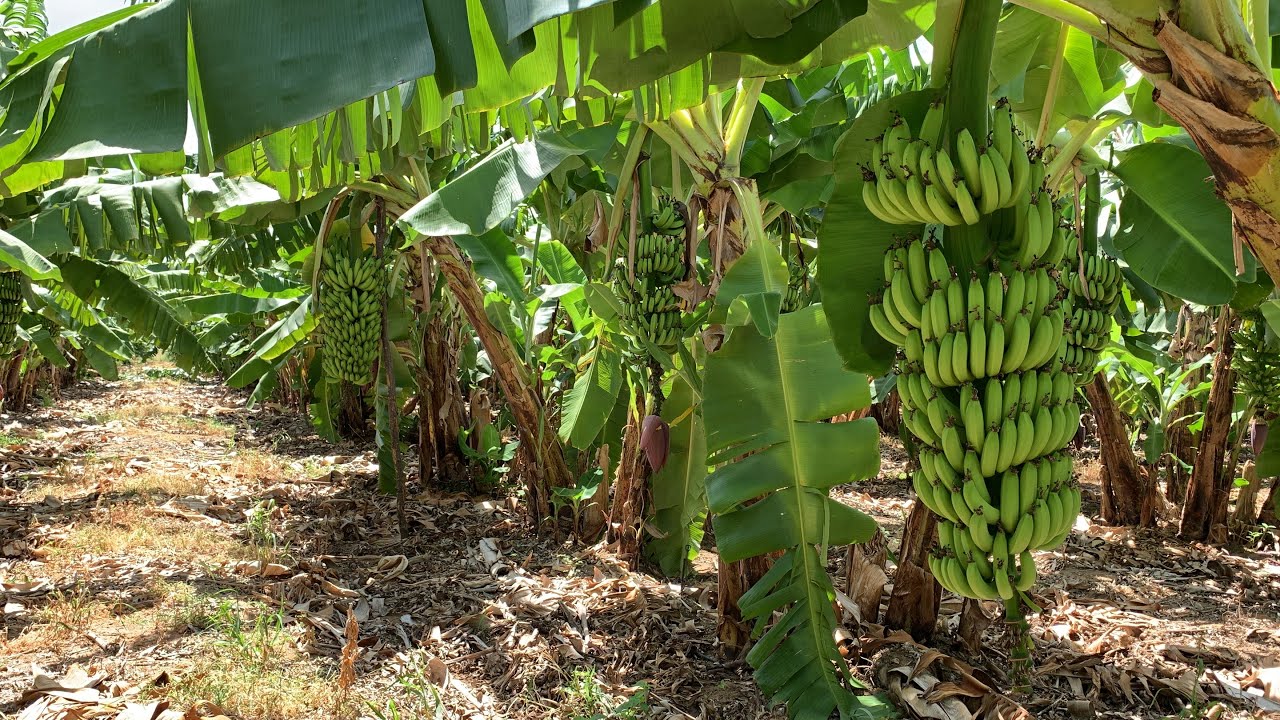 LINDA PLANTAÇÃO DE BANANA GRAND NAIN (ou BANANA NANICA)