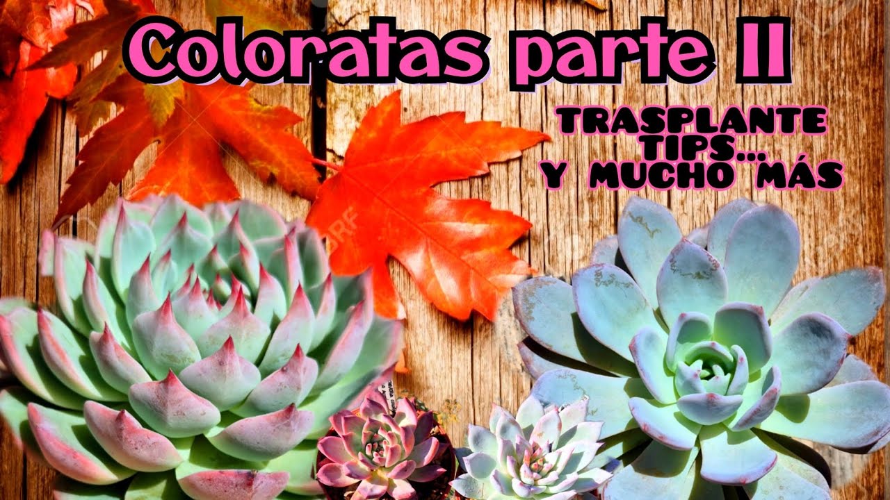 Coloratas trasplante parte 2 