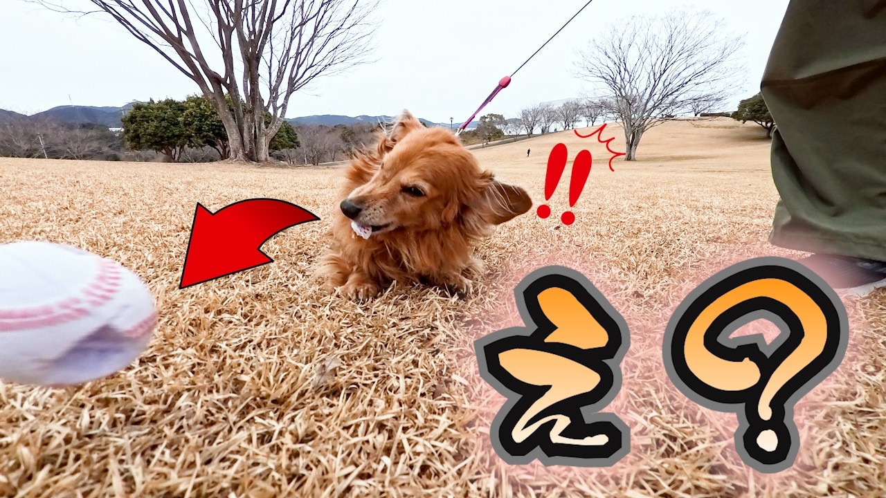 【浜松市】寒さで即Uターン！？デカニンヘンダックス犬太郎のガーデンパーク＆都田総合公園散歩🐶❄️
