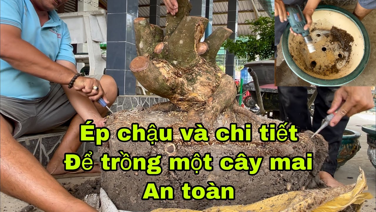 Hướng dẫn ép chậu và dưỡng cây mai phôi đạt hiệu quả cao,