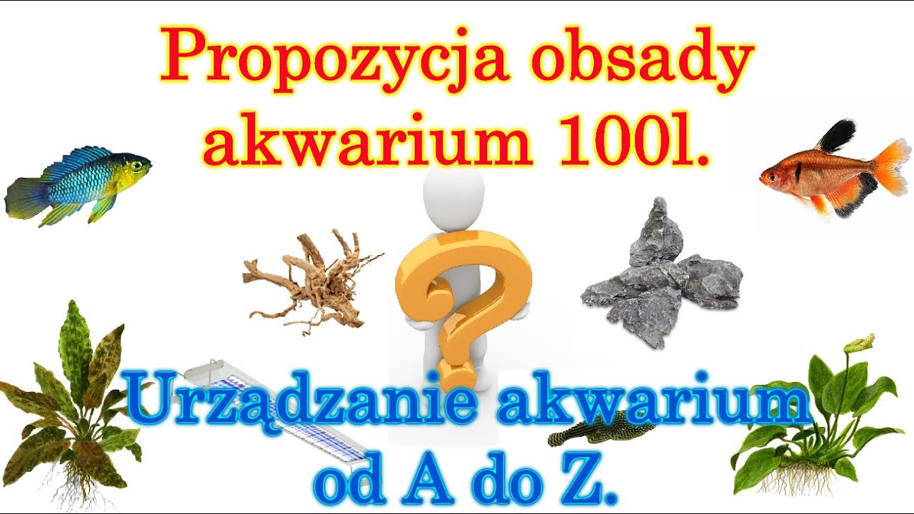 Jak zabrać się do URZĄDZENIA AKWARIUM 100 litr&oacute;w?