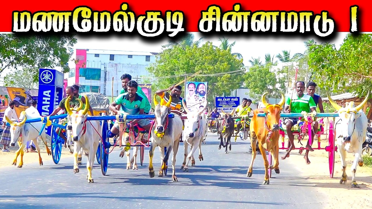 மணமேல்குடி சின்னமாடு   21/02/2026 #krish_studio_kattumavadi