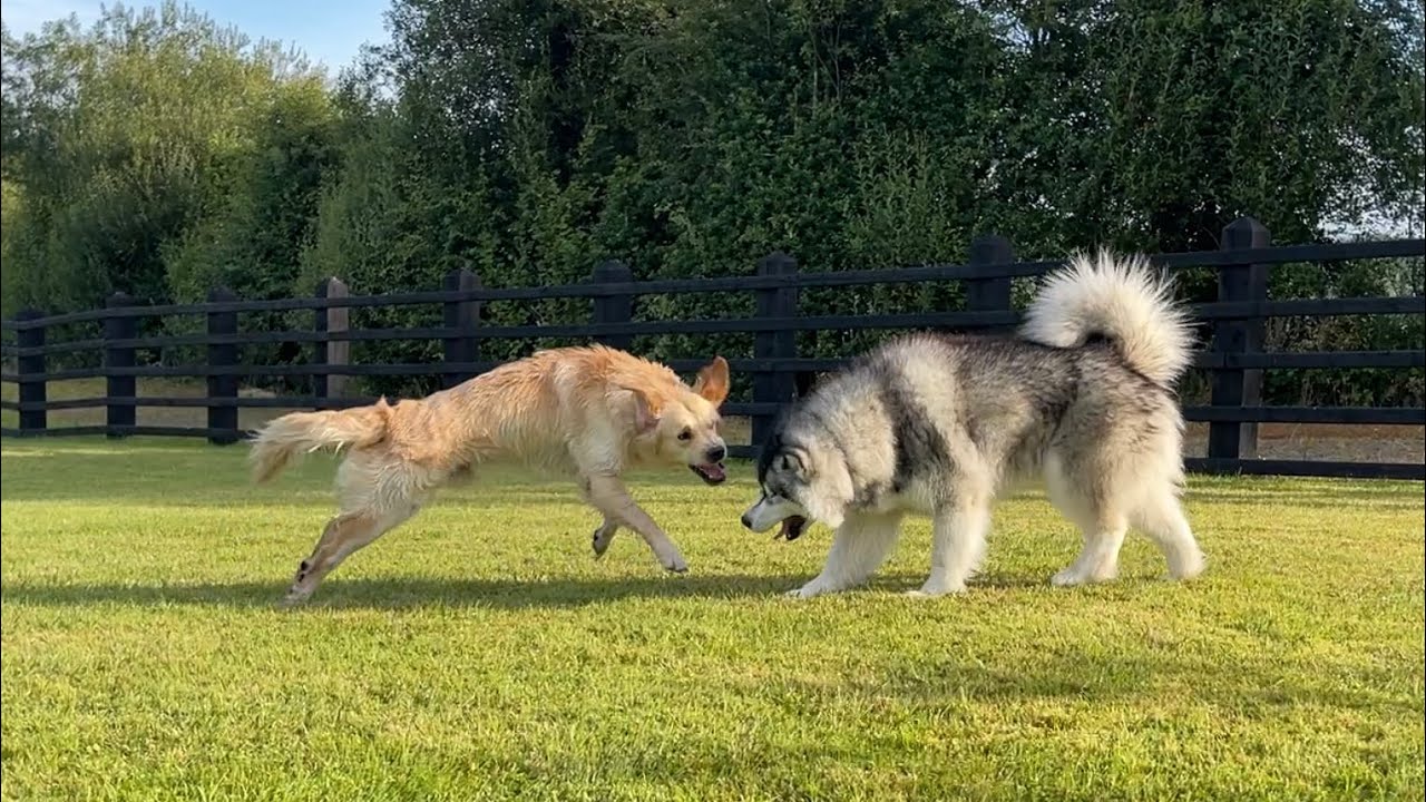 Golden Retriever And Husky Finally Reunited After So Long Apart! (Cutest Ever!!)