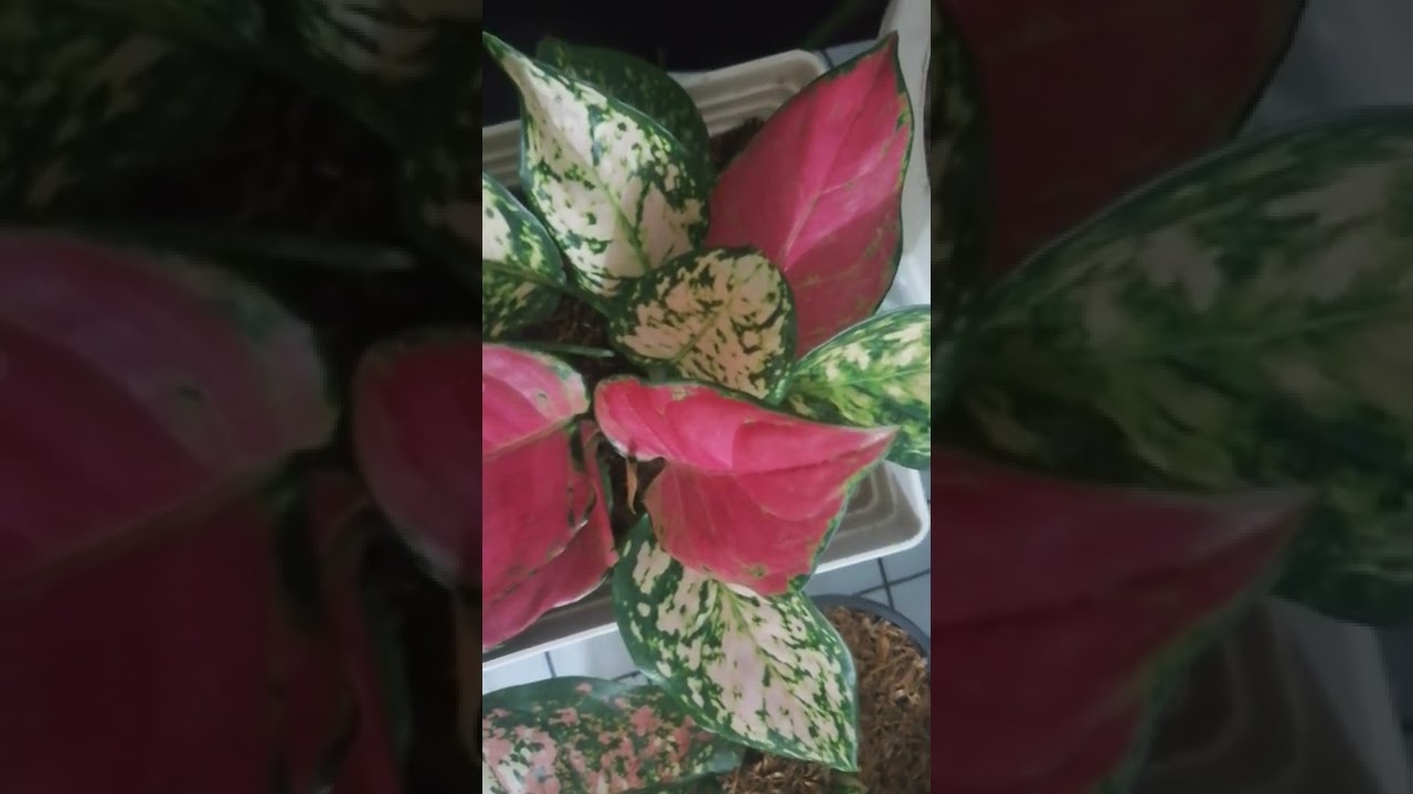 my eye vitamins❤️