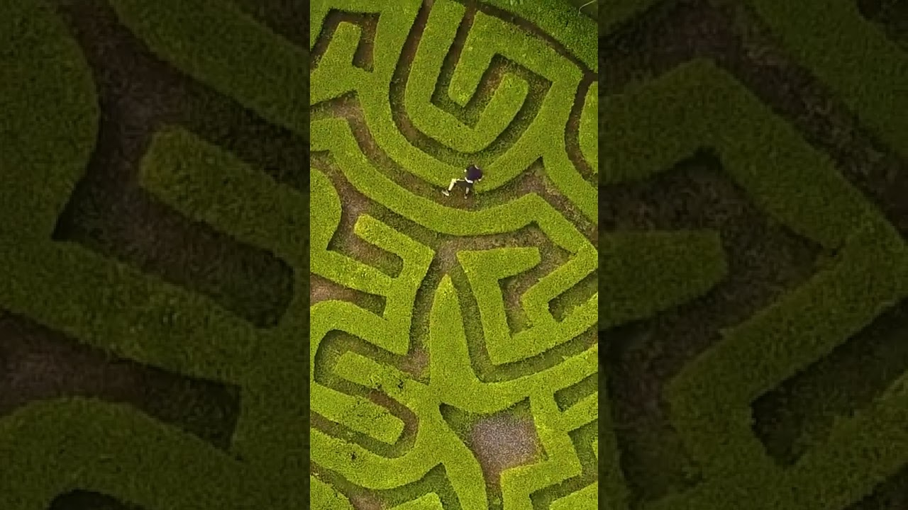They said I was too dumb to solve this maze 🤡