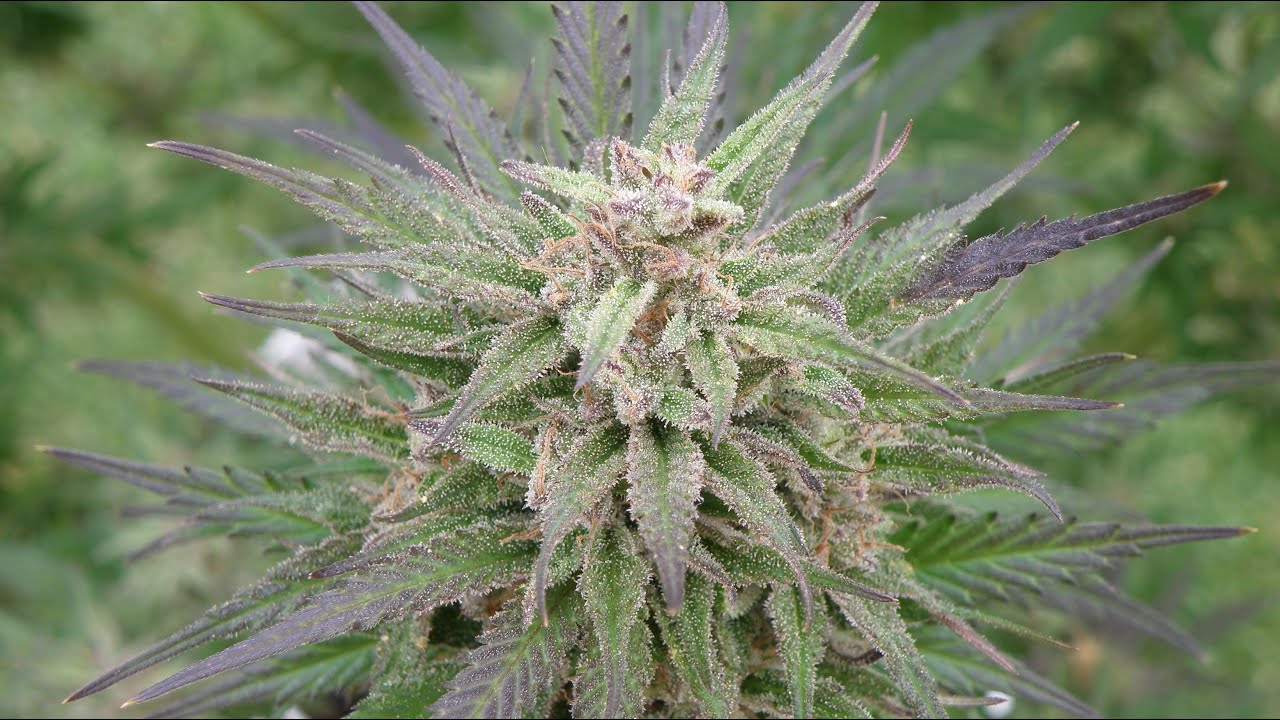 Harvesting White Widow Cannabis Plant ✂️ 2020