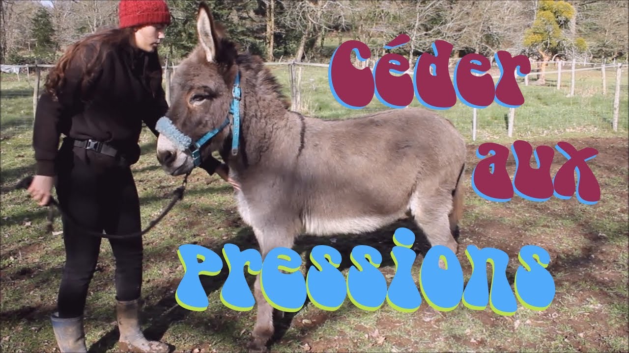 Tuto éducation n°3 : Apprendre à son âne à céder aux pressions