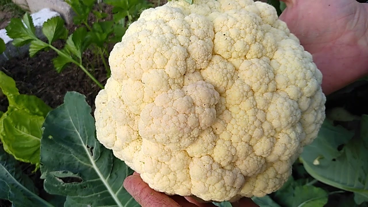 Cómo y cuándo plantar coliflor en la huerta