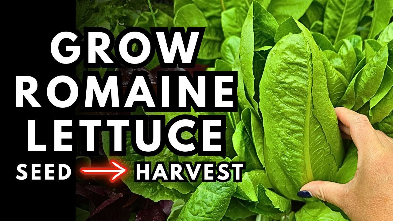 How I Grow Romaine Lettuce That Stays Crisp