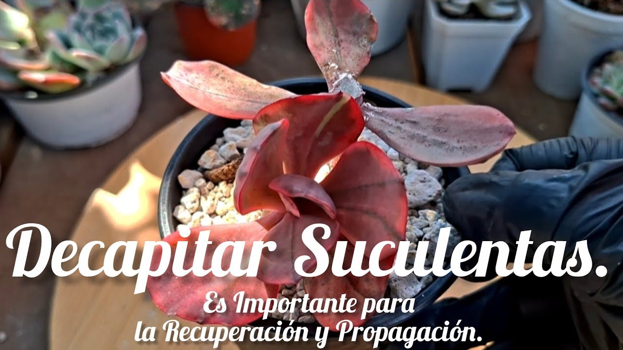 DECAPITAR SUCULENTAS | Es Importante para la Recuperación y Propagación. #plantas #plant #garden  
