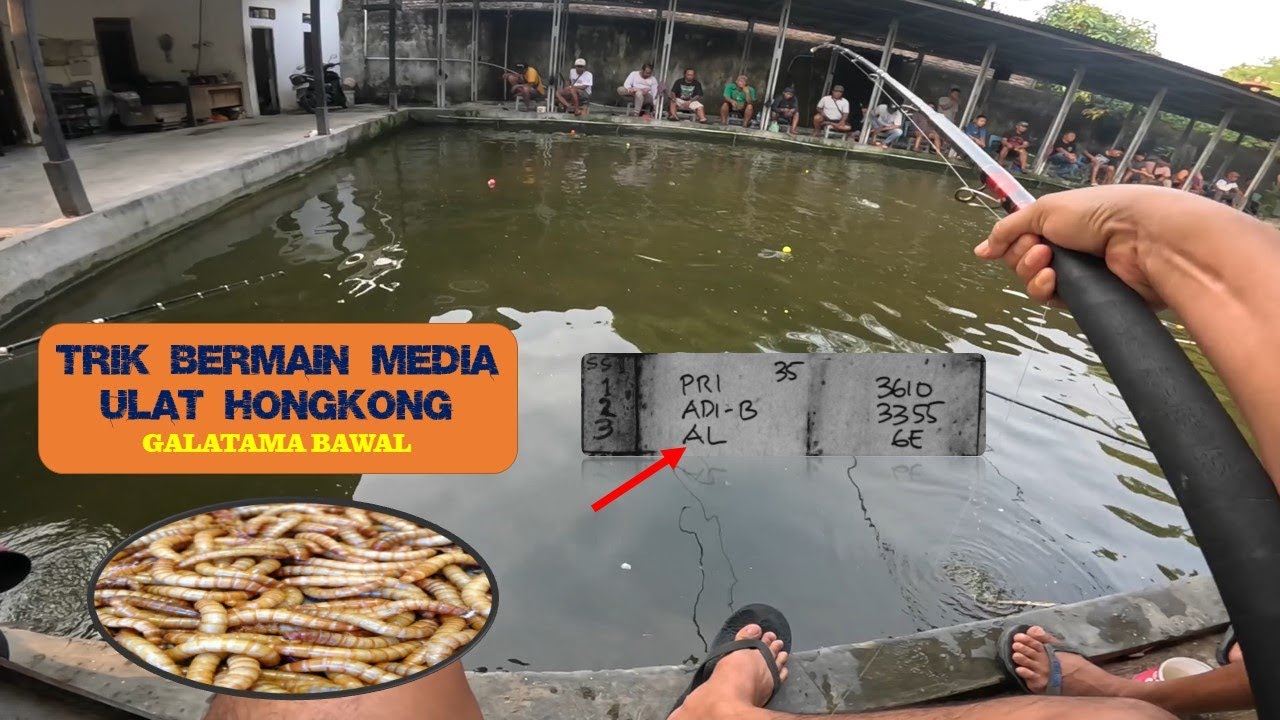 ‼️GALATAMA BAWAL OMSET 6 EKOR UMPAN ULAT HONGKONG ‼️