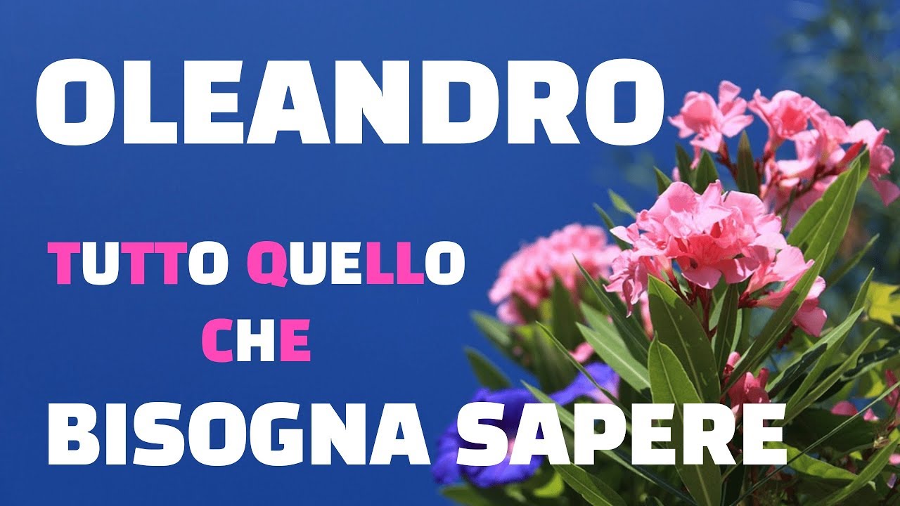 Oleandro tutto quello che bisogna sapere