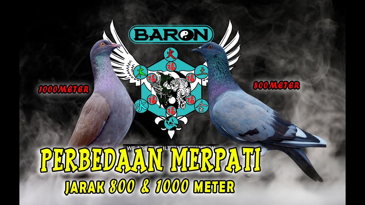 PENJELASAN PERBEDAAN BURUNG JARAK 800 & 1000 METER??