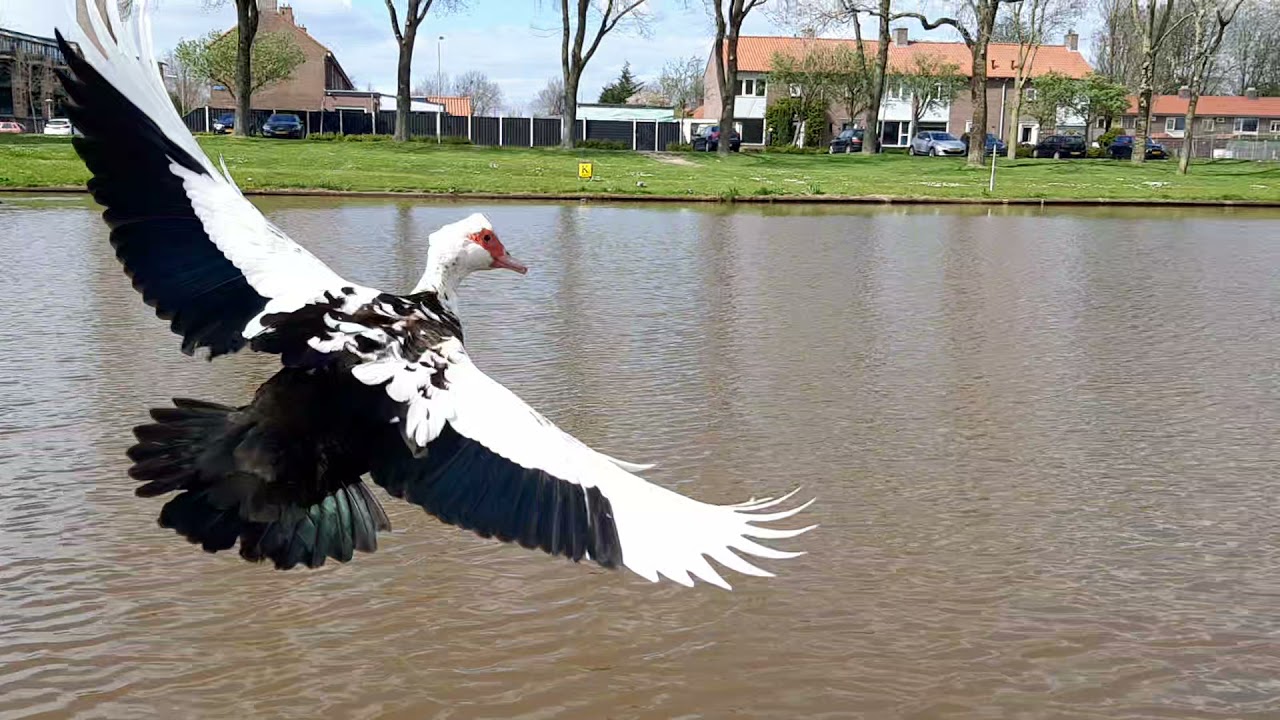 muscovy ducks fly