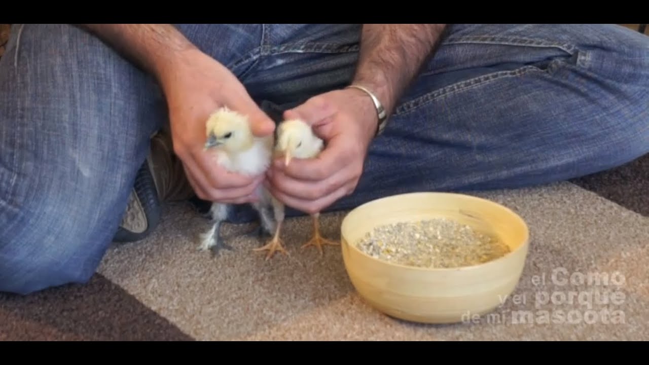 GALLINAS - El mejor pienso ecológico para gallinas