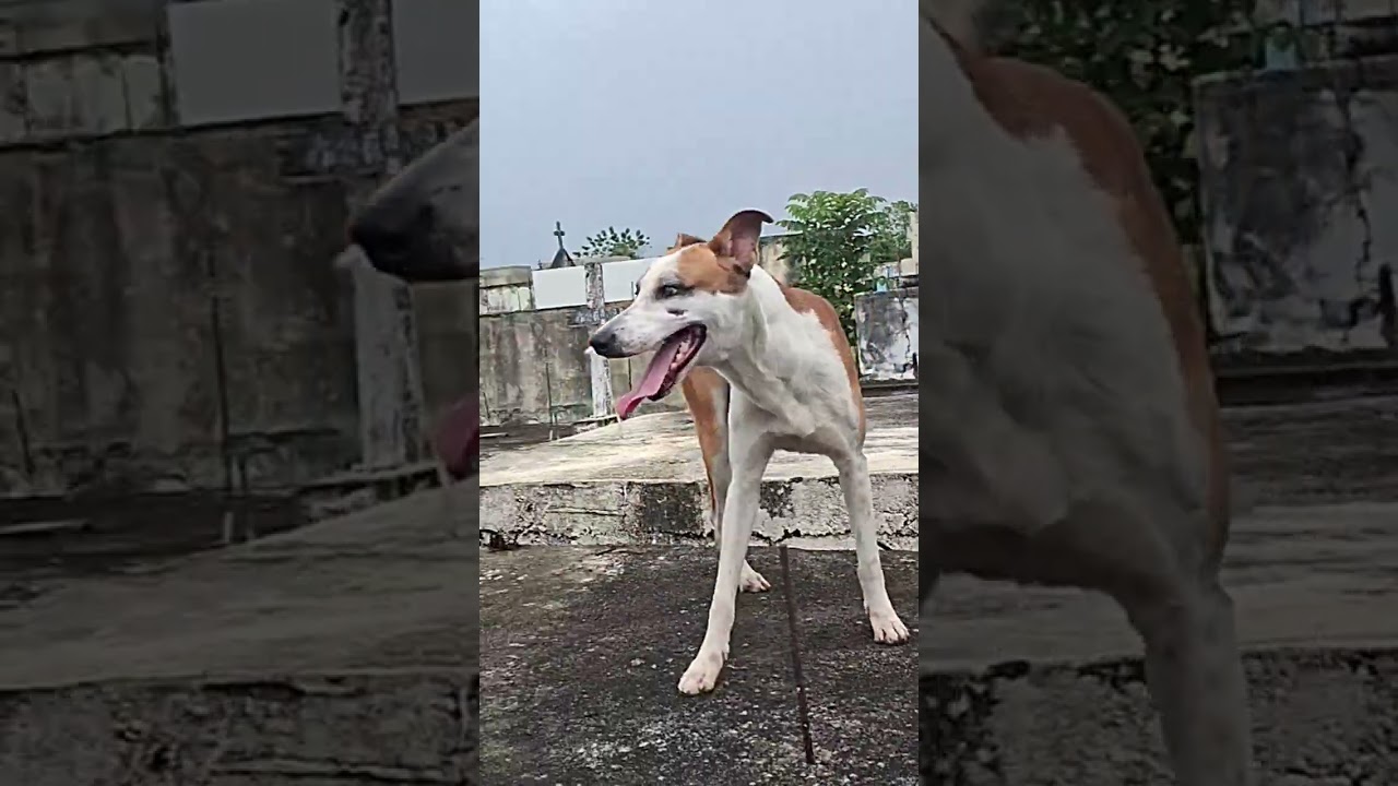 El perro miterioso noqueria que yo grabara y mes quiso ir ensimas