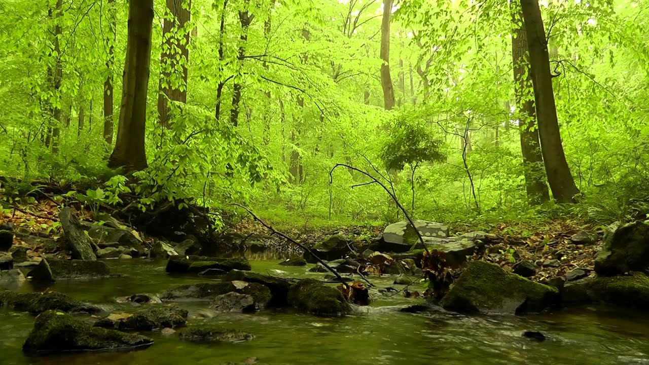 60 minutes of Woodland Ambiance | Trickling Stream & Birds Sounds