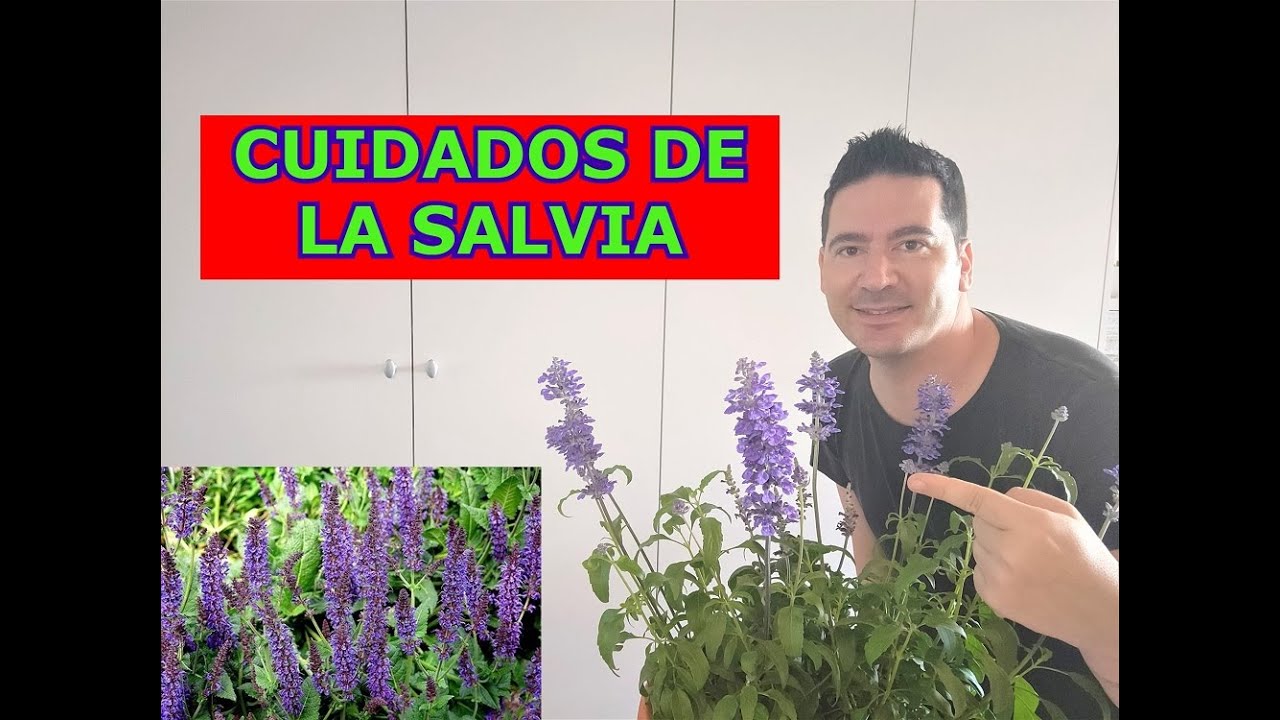 SALVIA CUIDADOS Y CULTIVO EN MACETA Y JARDÍN 🌿 Cómo cultivar salvia