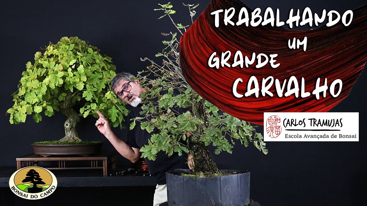 O GRANDE CARVALHO (QUERCUS ROBUR)