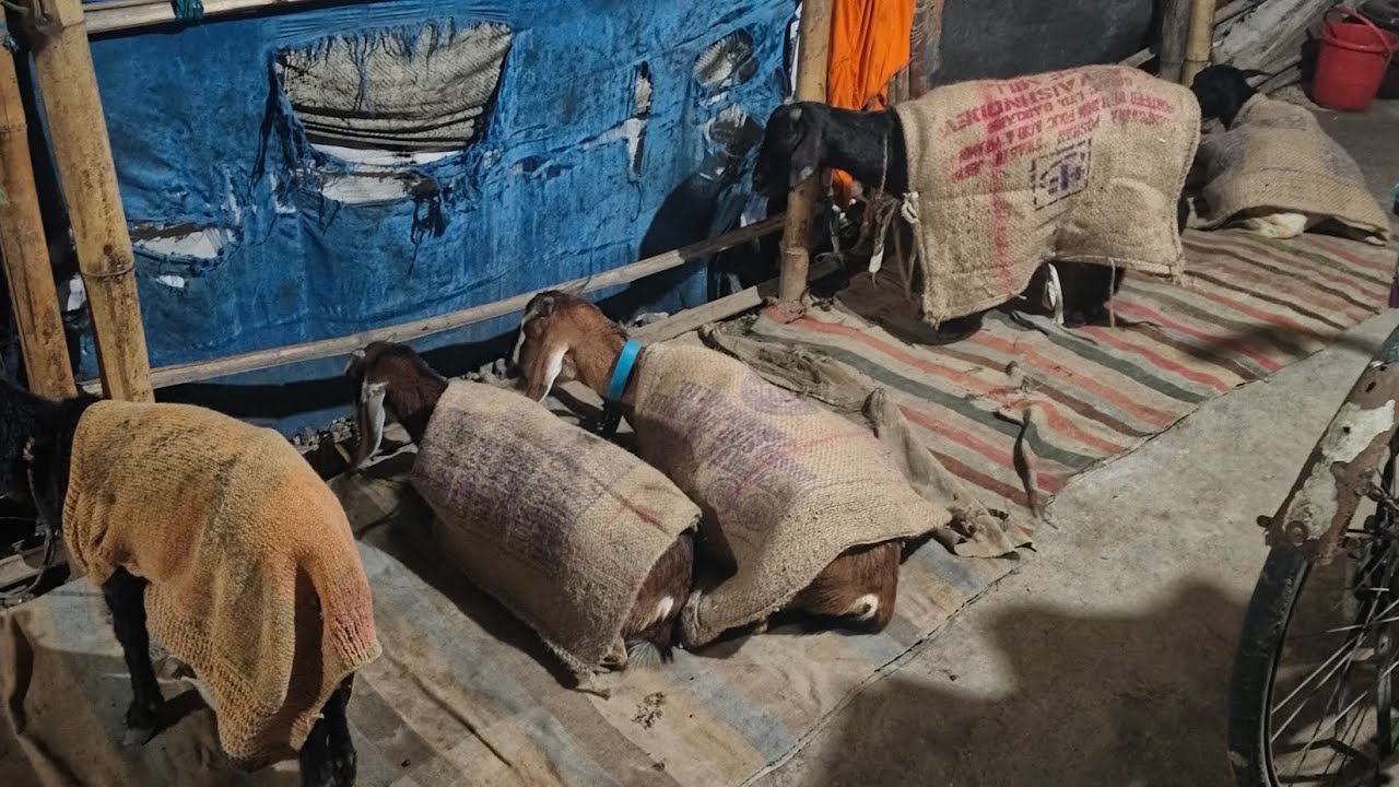 , 2025“Bakri Palan Daily | Dhoop 🌞 Field Feeding 🌿 Care”
