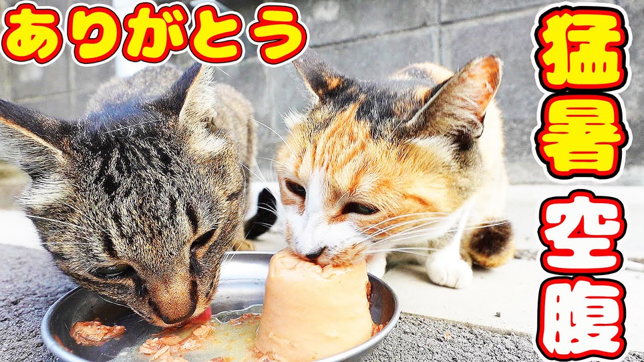 猛暑日に空腹な猫たちにご飯をあげたら・・・  さくらねこたちへの給餌
