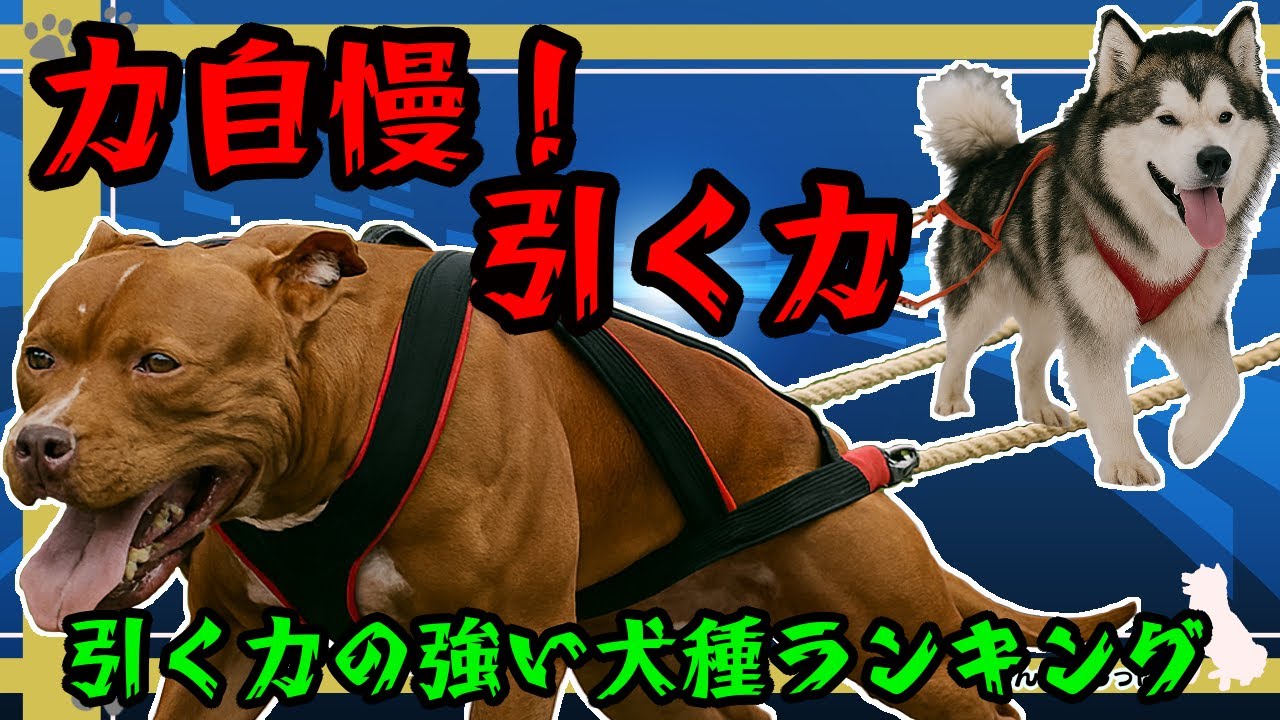 【ランキング】力自慢の犬種ランキング！！（引く力編）
