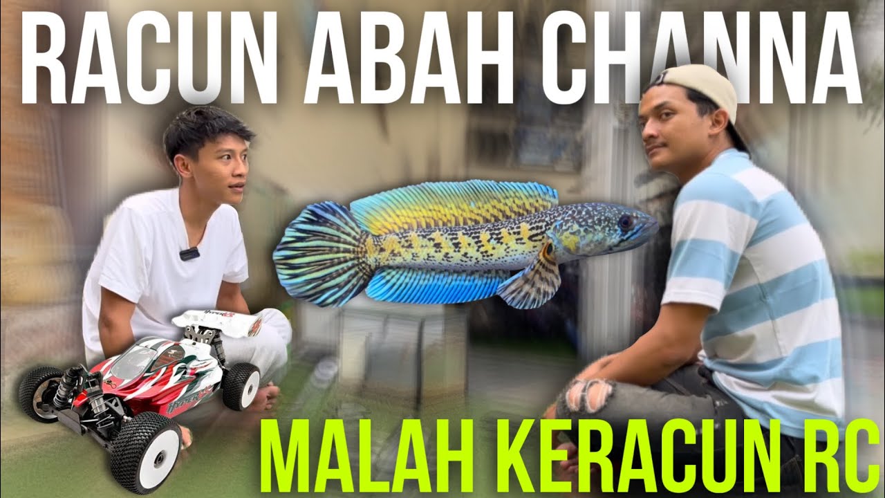 RACUN ABAH ICAN IKAN CHANNA KONTES ! MALAH KERACUN RC ?!