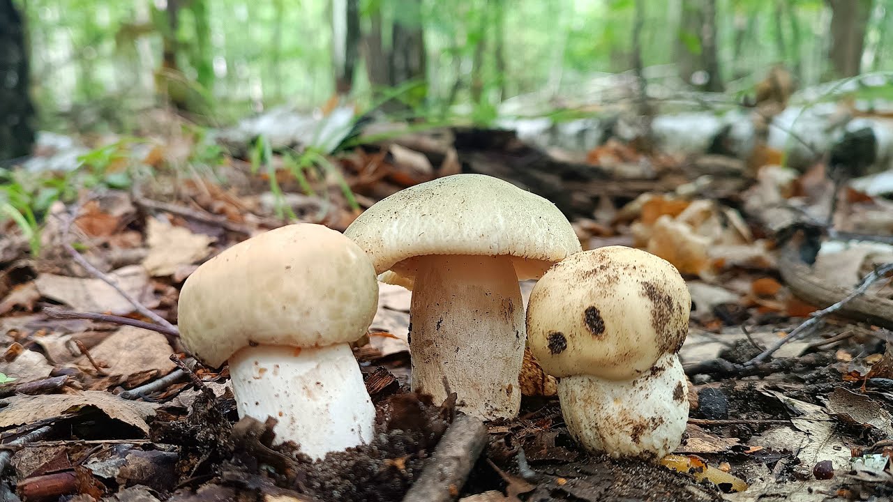 Picking mushrooms on a magical morning with birds singing. Nature is incredibly beautiful😍🍄‍🟫🌲
