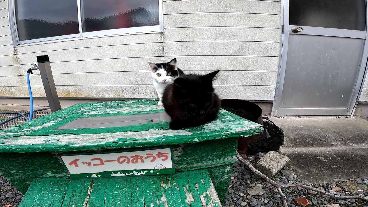 【田代島】【猫島】イッコーのおうちと書いてるんだがいっぱいいてどの猫がイッコーかわからん