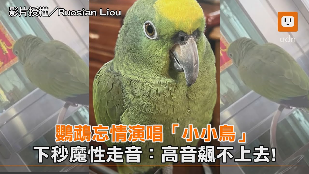 鸚鵡忘情演唱「小小鳥」！ 下秒魔性走音：高音飆不上去｜鸚鵡｜唱歌｜搞笑