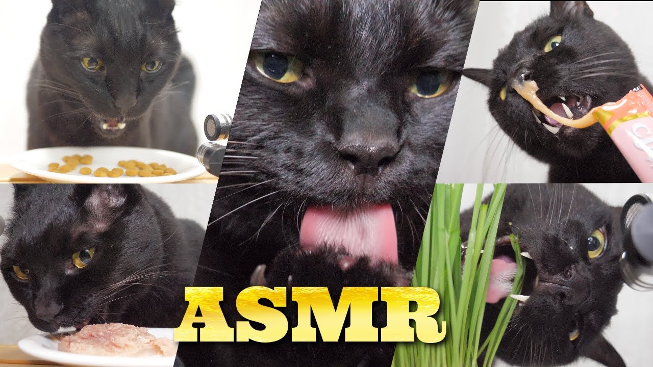 【ASMR】Звук еды и груминга черной кошки🐈‍⬛👅🎧
