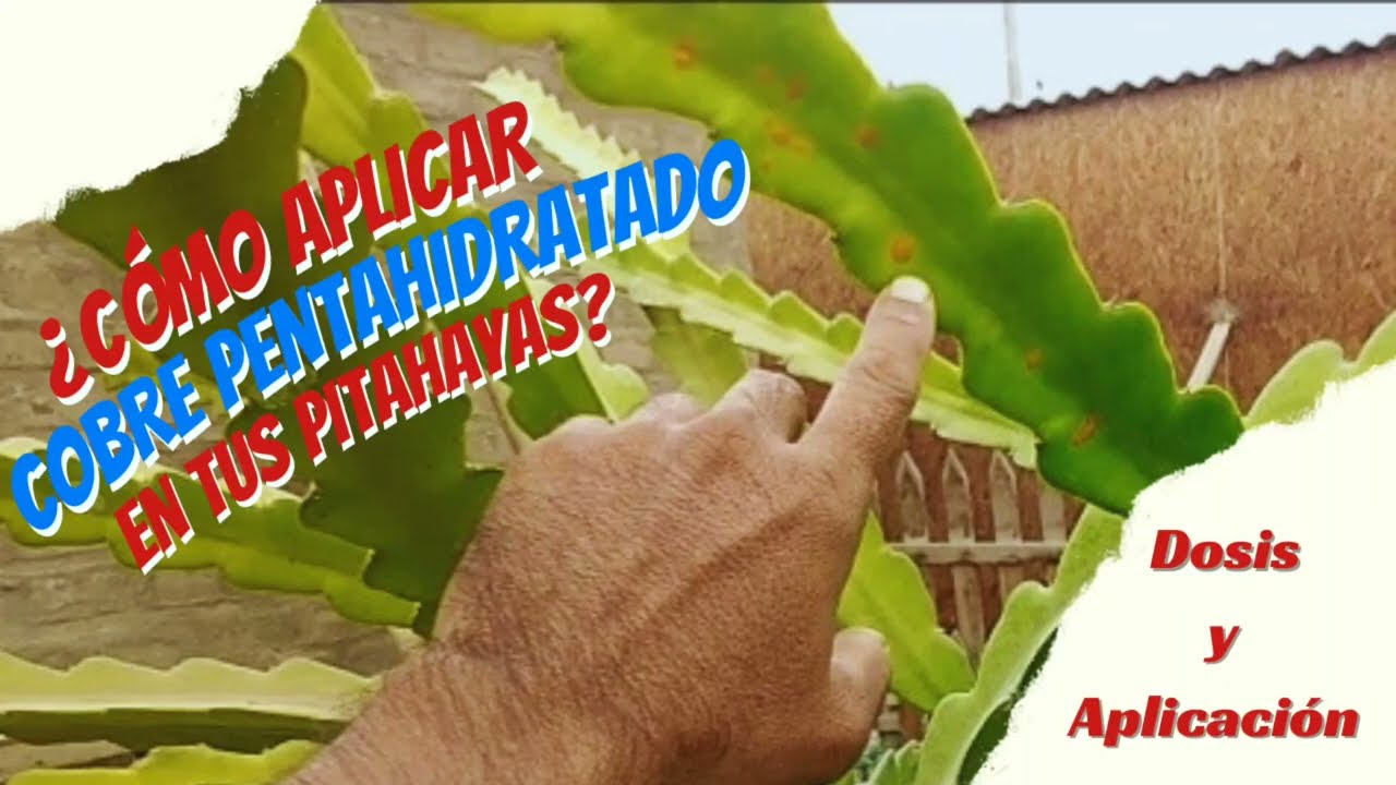 😲😲NOOO‼️‼️OJO DE PEZ♻️EN MIS PITAHAYAS ❓